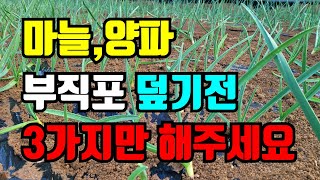 (마늘 영양제 무료나눔) 마늘 양파  부직포 덮기전 생육성장 및 뿌리발육 향상으로 동해예방 / 효소아미노, …