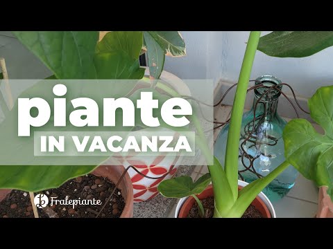 Going on vacation? 3 ways to make your plants INDEPENDENT.