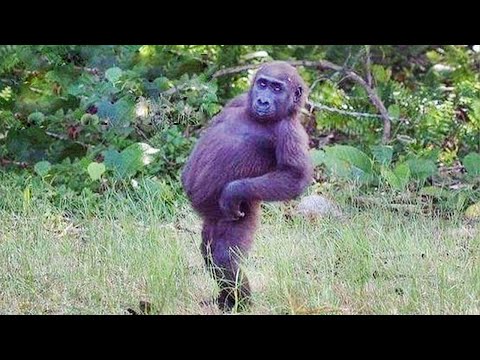 Monkey E-cards, Laugh a lot with the funny humor moments of..