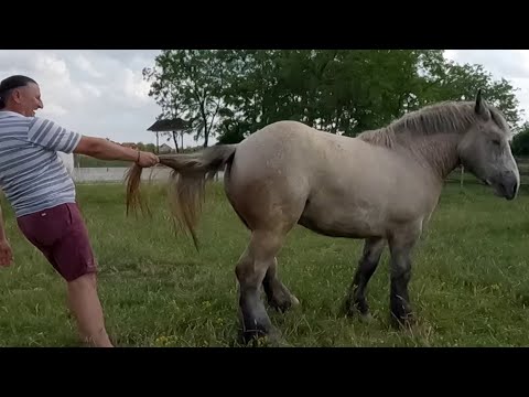 În vizită la cel mai mare iubitor de Cai dl. COCO de la Decebal, Satu Mare