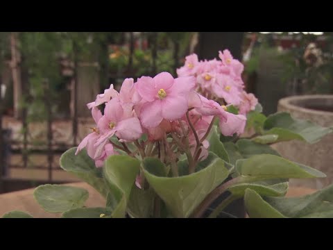 Sextou - Violetas exigem cuidados na hora da irrigação