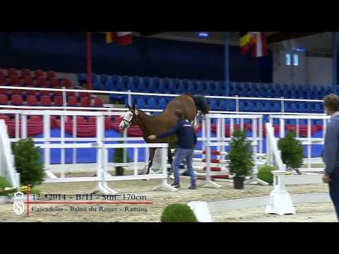 12 Hengst v  Cascadello   Balou du Rouet