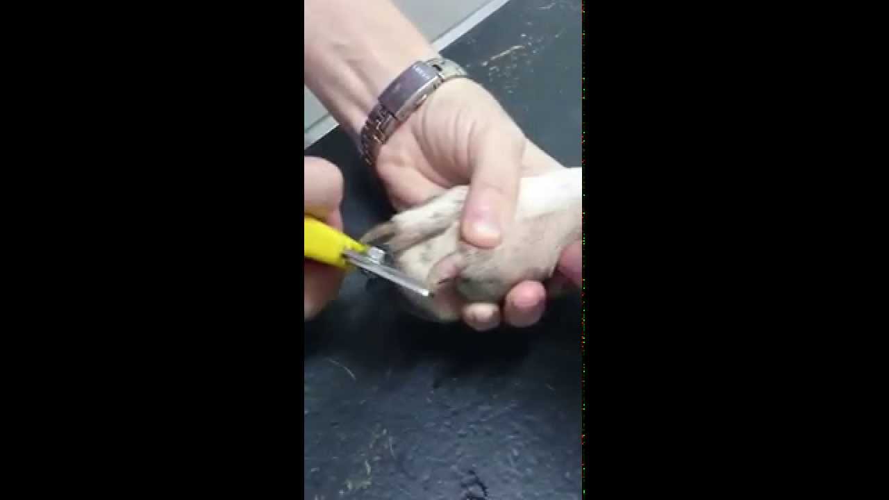 How to trim dogs nails