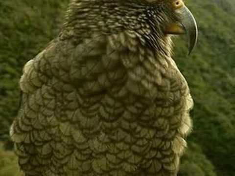 Kea