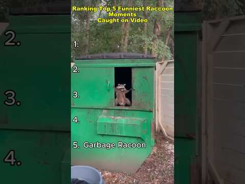 Ranking Top 5 Funniest Raccoon Moments Caught On Video😂🦝