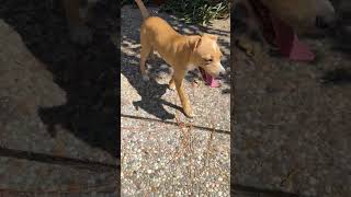 Video preview image #1 Chihuahua-Unknown Mix Puppy For Sale in The Woodlands, TX, USA