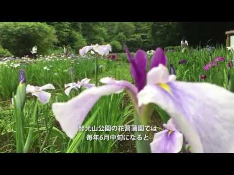 狭山市智光山公園花菖蒲園