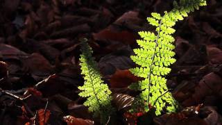 Mack Wilberg's Requiem Aeternam - Mormon Tabernacle Choir
