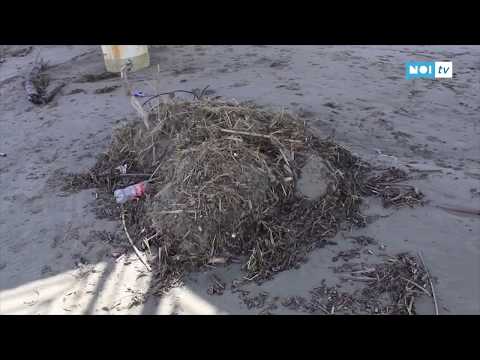 Un pesce siluro in mezzo al lavarone sulla spiaggia