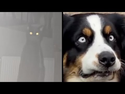 Best Animal Voiceover Compilation - Ep. 6