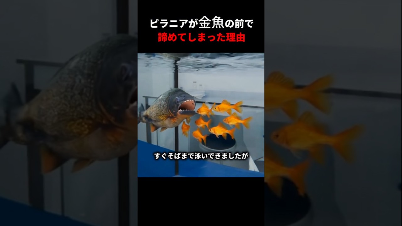 ピラニアが金魚の前で諦めてしまった理由