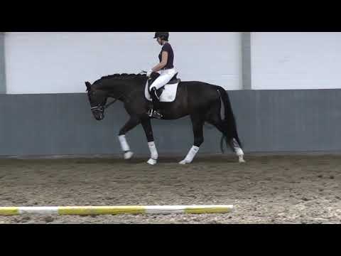 BON BAILADOR - Weidenhof-Verkaufspferd: Hannoveraner Wallach *2016 v. Bon Coeur