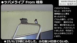 ツバメライブ