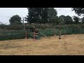 Ruin Belgische pony Te koop 2022 Bruin / Bai ,  dallas van overis