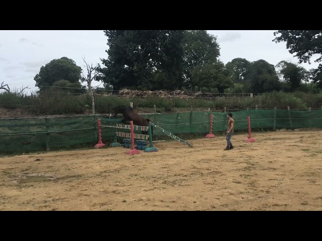 Ruin Belgische pony Te koop 2022 Bruin / Bai ,  dallas van overis