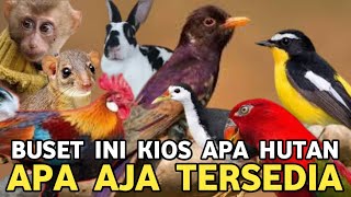 Download lagu BUSET INI KIOS APA HUTAN || BURUNG AYAM MONYET TUPAI SAMPE BURUNG SETAN ADA DI PASAR BURUNG PRAMUKA mp3 Download lagu BUSET INI KIOS APA HUTAN || BURUNG AYAM MONYET TUPAI SAMPE BURUNG SETAN ADA DI PASAR BURUNG PRAMUKA mp3
