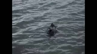 preview picture of video 'New Zealand Fur Seal - Port Taranaki, New Plymouth, Taranaki.MPG'