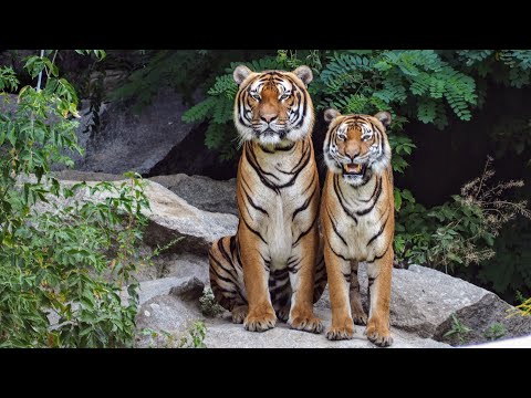 Big Cat talk! _ Roar, Purr, Meow