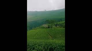 Download lagu Story wa 30 detik terbaru 2022 - story wa pemandangan Jawa Tengah #shorts #youtubeshorts #storywa mp3 Download lagu Story wa 30 detik terbaru 2022 - story wa pemandangan Jawa Tengah #shorts #youtubeshorts #storywa mp3