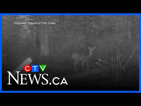 Wildlife cameras reveal nightlife of Alberta creatures