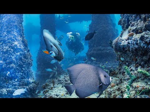 Dive Miami