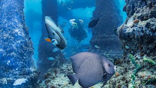 Diver's Paradise — Miami & Key Biscayne, Florida—2026
