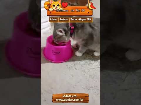 Vídeo de Gatinhos da Tia Fê