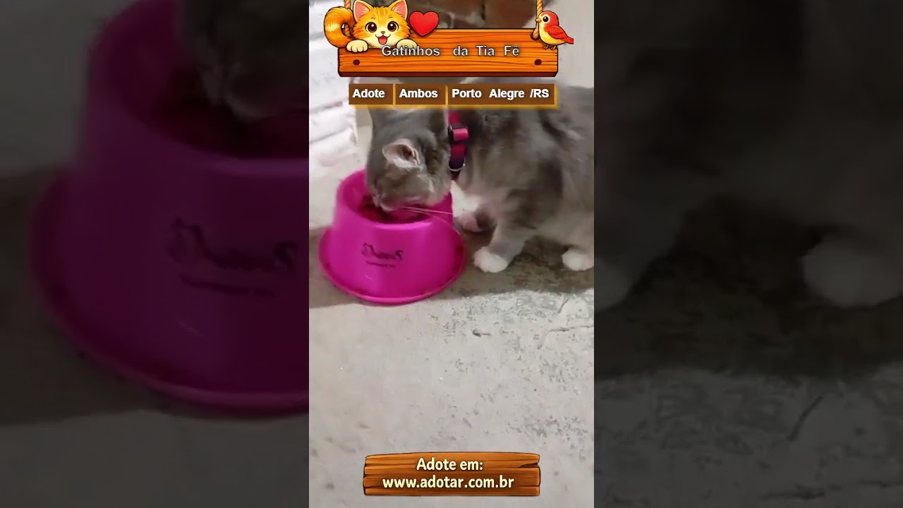 Gato raça SRD-ViraLata idade Abaixo de 2 meses nome Gatinhos da Tia Fê