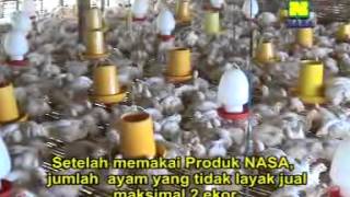 preview picture of video 'Kesaksian Ayam Pedaging 7000 Ekor Gunakan VITERNA NASA'