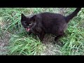 Angry Black Cat Hisses At Me