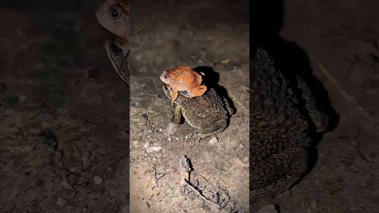 Boing boing the frogs how catch frogs funny | catch frogs jumping funny | tep longheng funny frog