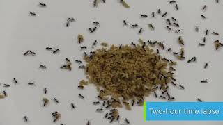Pest Control Trial: Odorous House Ants Consume Advion Insect Granular Bait