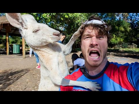 Watch and TRY NOT TO LAUGH 🤣 The Funniest Animal Videos 2024