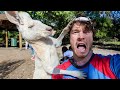 Watch and TRY NOT TO LAUGH 🤣 The Funniest Animal Videos 2024