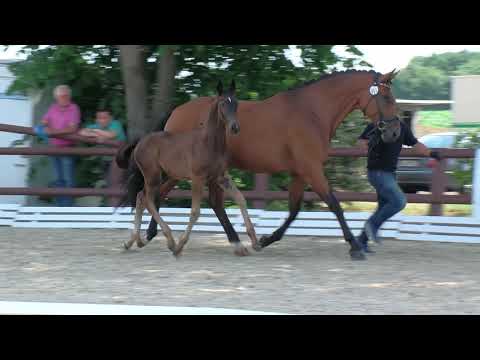 Klör, San Amour-Rush Hour-Sergeant Pepper