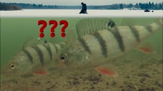 Ловля окуня зимой на мормышку с мотылем