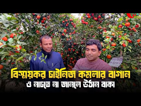 বিস্ময়কর চাইনিজ কমলার বাগান ও নাচতে না জানলে উঠান বাকা