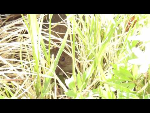 Sork gömmer sig och äter gräs