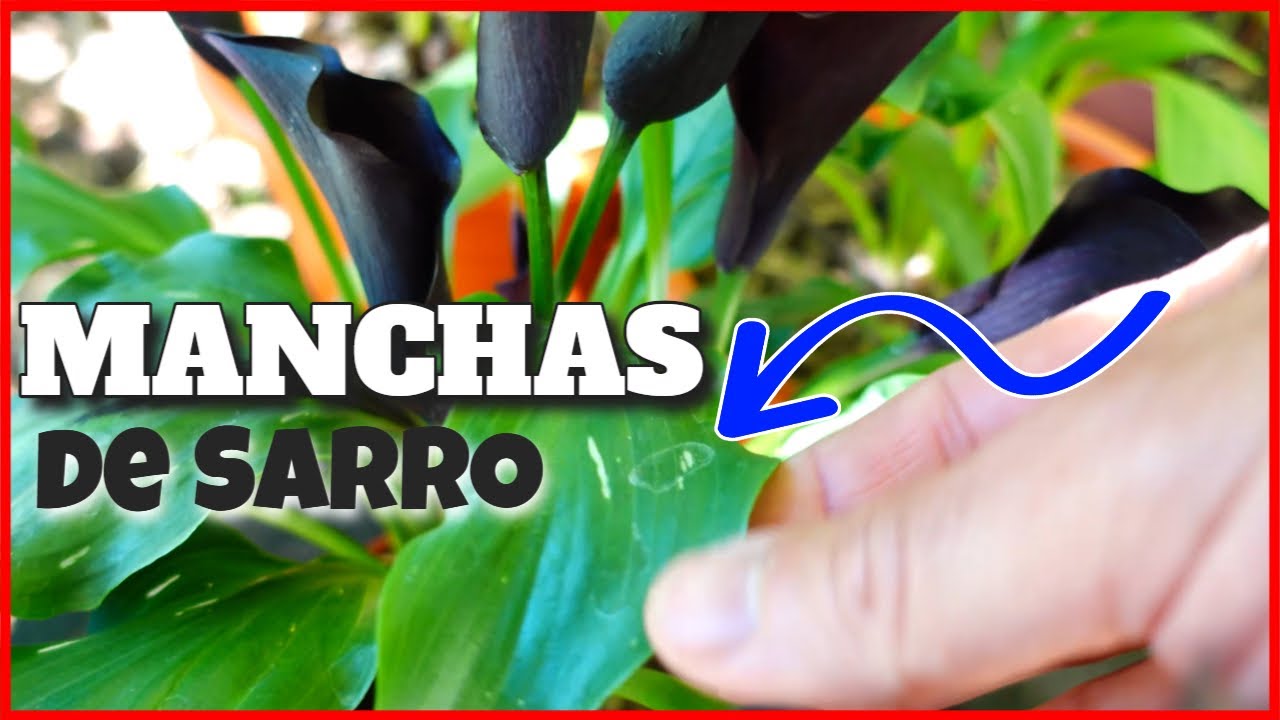 Solución para Eliminar Manchas de Sarro en Hojas – Cala Negra