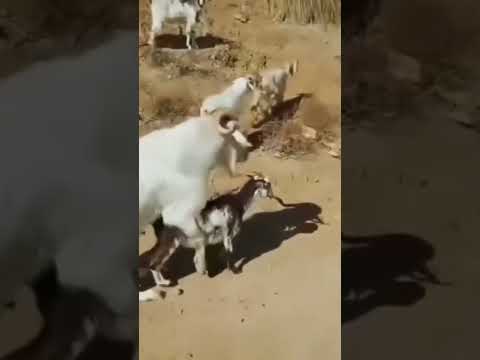 goat mating.