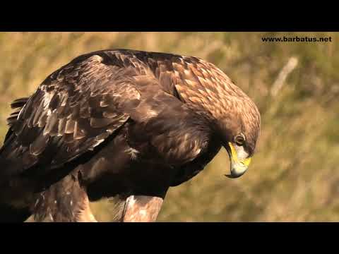 AGUILA REAL | GOLDEN EAGLE | Aquila chrysaetos 4K