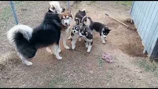 Alaskan Malamute Puppies Videos