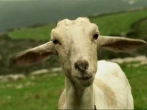 download lagu mp3 mp4 Capricho De Cabra, download lagu Capricho De Cabra gratis, unduh video klip Capricho De Cabra