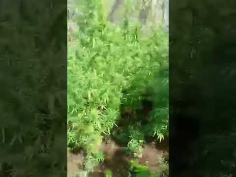 Another Vincy marijuana farm (aka SVG)