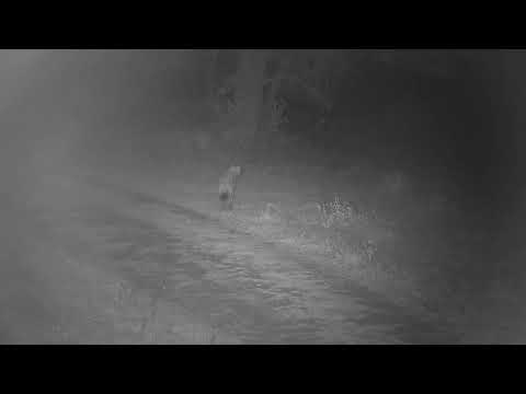Djuma: Two Hyenas walking and looking and listening for something? - 02:55 - 10/24/2023