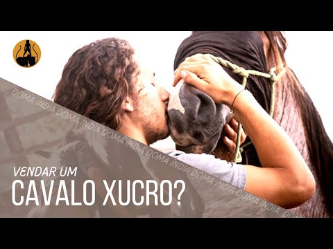 COMO CONQUISTAR A CONFIANÇA DE UM CAVALO XUCRO  - Doma índia com Guto Petry