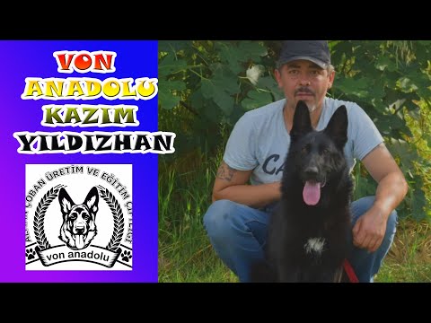 MAHALLE İÇİNDE 11 KÖPEK - KAZIM YILDIZHAN'IN ALMAN KURTLARI