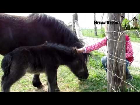 Heimatreport.TV- Unser kleines Pony in Erle