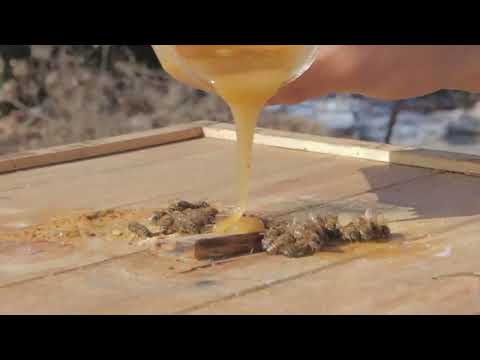 Educación Ambiental:  Capítulo 1 Apicultura