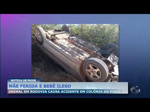 Animal solto na rodovia causa acidente em Colônia do Piauí
